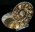 Beautiful Desmoceras Ammonite (Half) - #5223-1